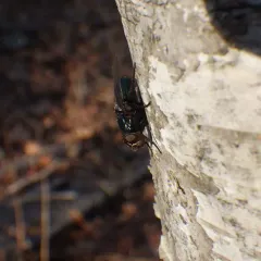 Black Blow Fly thumbnail 1