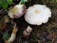 Agaricus smithianus thumbnail 1