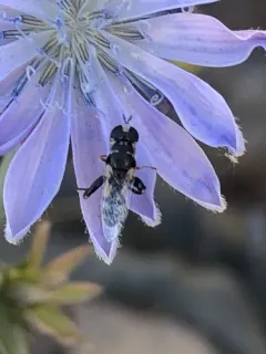 Peg-legged Compost Fly thumbnail 3