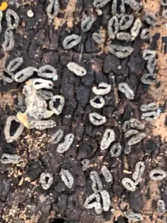 Sooty Bark Canker thumbnail 4