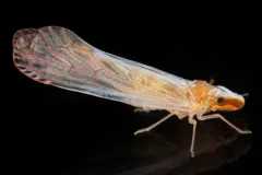 Shellenius schellenbergii thumbnail 2