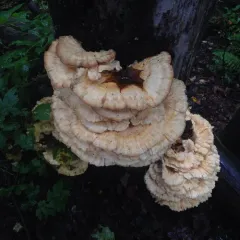 chicken of the woods thumbnail 2