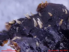 Eleutheromyces subulatus thumbnail 2