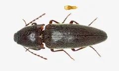 Melanotus morosus thumbnail 3