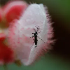 Asian Tiger Mosquito thumbnail 2