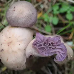 Western Amethyst Laccaria thumbnail 1