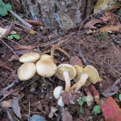 alder scalycap thumbnail 4