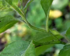 Forked Aster thumbnail 3