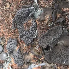 Lesser Rocktripe thumbnail 2