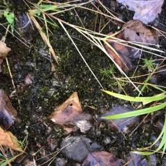 Rusty Hook-moss thumbnail 4