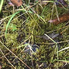 Yellow Starry Fen Moss thumbnail 4