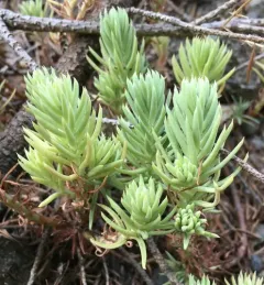 Petrosedum orientale thumbnail 2