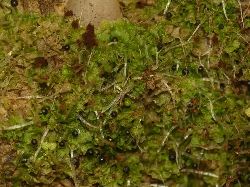 Acid Frillwort
