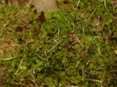 Acid Frillwort thumbnail 1