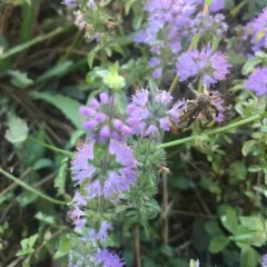 Pennyroyal thumbnail 2