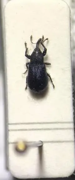 Magdalis austera thumbnail 4