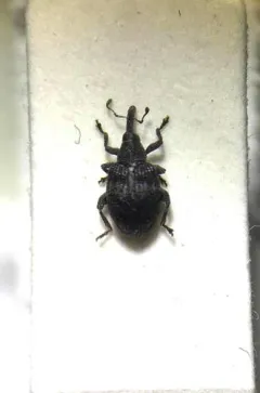 Tachyerges niger thumbnail 3