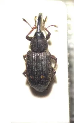 Pale-spotted gray weevil thumbnail 2