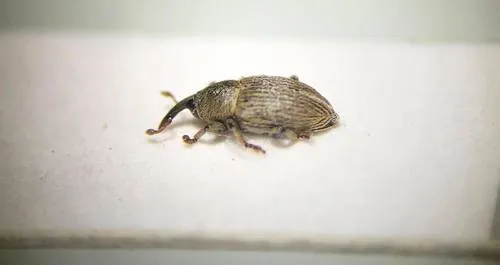 Tychius liljebladi