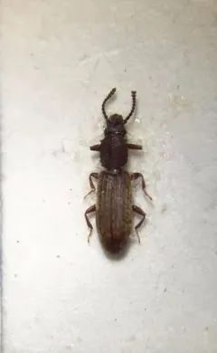 Merchant Grain Beetle thumbnail 4