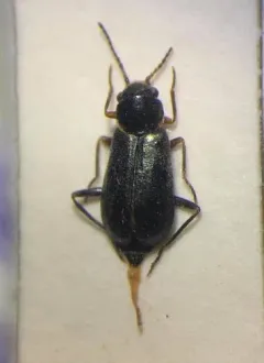 Nodopus flavilabris thumbnail 3