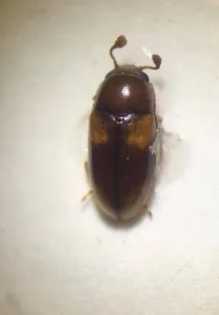 Dacne quadrimaculata thumbnail 2