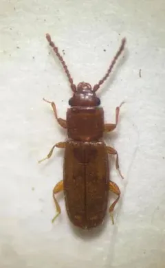 Placonotus zimmermanni thumbnail 2