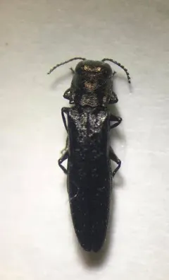 Willow Gall Limb Borer thumbnail 2