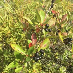 black chokeberry thumbnail 3