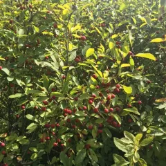 Mountain holly thumbnail 4