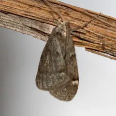 Fall Cankerworm Moth thumbnail 2
