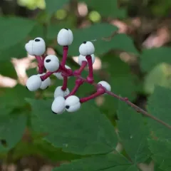 white baneberry thumbnail 4