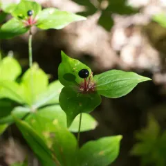 Cucumber Root thumbnail 3