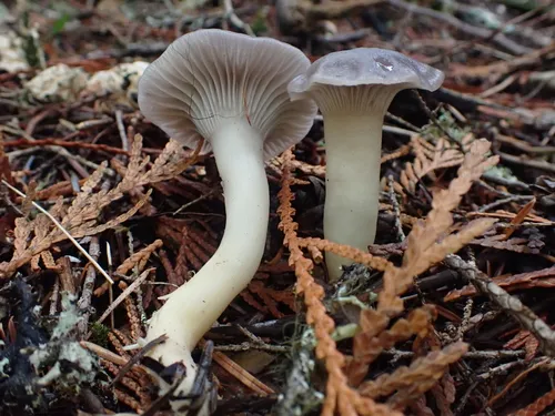Hygrophorus nordmanensis
