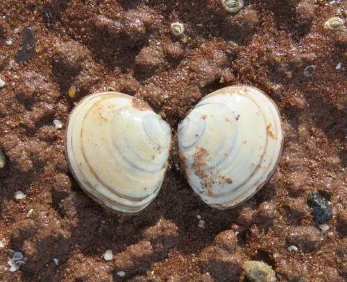 Atlantic Macoma
