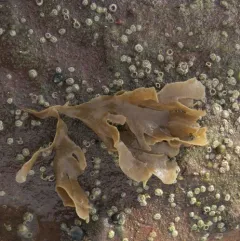 Hornwrack thumbnail 1