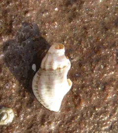 Eastern Oyster Drill thumbnail 2