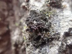 Crumpled Bat's Wing Lichen thumbnail 2
