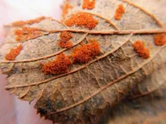 Acalitus phyllereus thumbnail 4