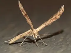 Mousy Plume Moth thumbnail 2