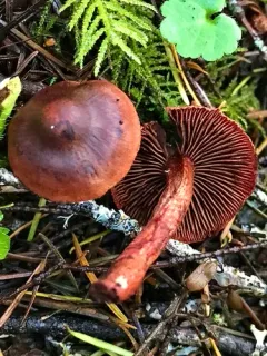 Cortinarius neosanguineus thumbnail 3
