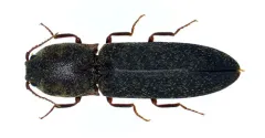 Ancestral Click Beetle thumbnail 2