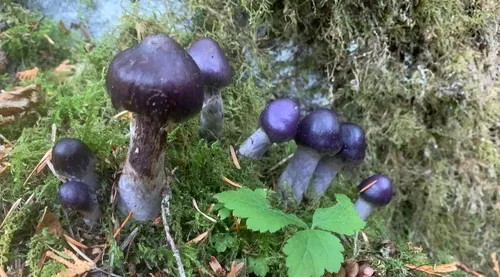Cortinarius subpurpureus
