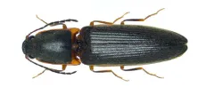 Spurious Click Beetle thumbnail 2