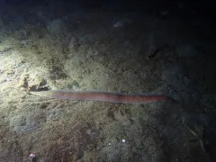Cerebratulus marginatus thumbnail 3