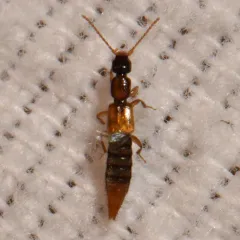 Lobrathium collare thumbnail 1