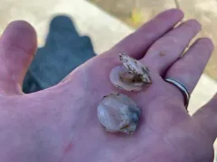 Vancouver Scallop thumbnail 2