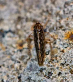 Osbornellus clarus thumbnail 1