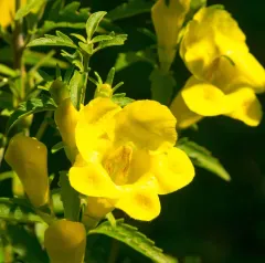 large-flowered false foxglove thumbnail 2