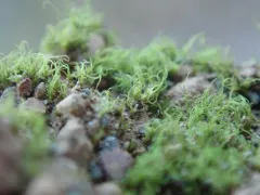 Cylindrical Trichodon thumbnail 1